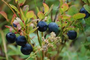 blueberries ready for picking