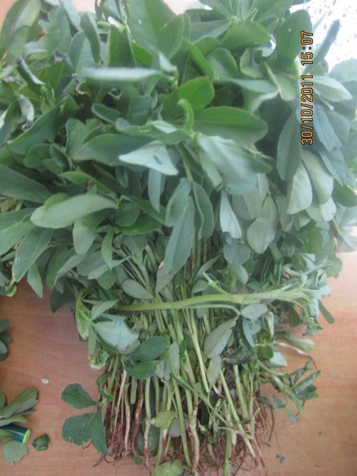 Methi or Fenugreek Seeds and Leaves Health Benefits, Uses for Hair