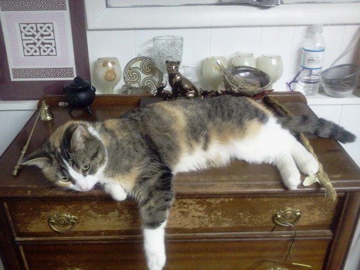 Altar being blessed by the cat.