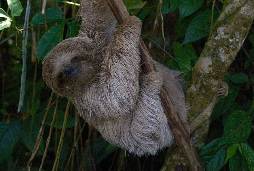 Seventy-four separate fungi were cultivated from the lower back of nine life three toed sloths in Soberania National Park in Panama.