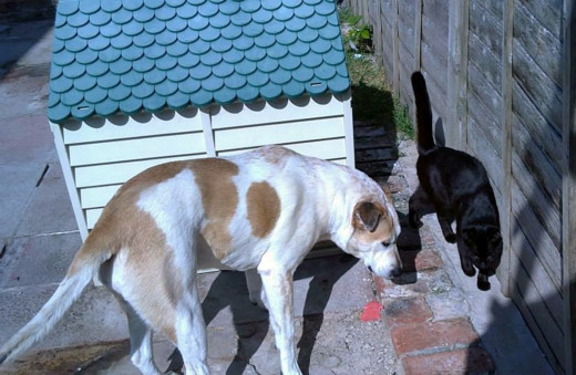 Squeaker with her pal, Harley the cat. Now her days of playing in the garden would be curtailed until her ruptured ligament was mended.