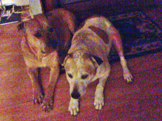 Millie (on the left) spent a lot of time with Squeaker after her surgery and appeared to be looking after her.