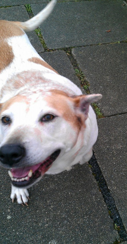 Squeaker smiling and happy with a good quality of life again.
