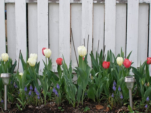 White and Pink Tulips with Muscari