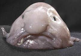 The real Blobfish ..Can you see the resemblance?