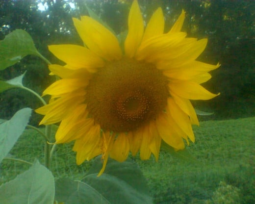 A sunflower graces  my garden. Her seeds are yummy, and I will plant the ones she makes in May.