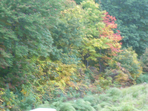 The view of autumn foliage from our back deck. I love to sit on my deck and paint the beauty.