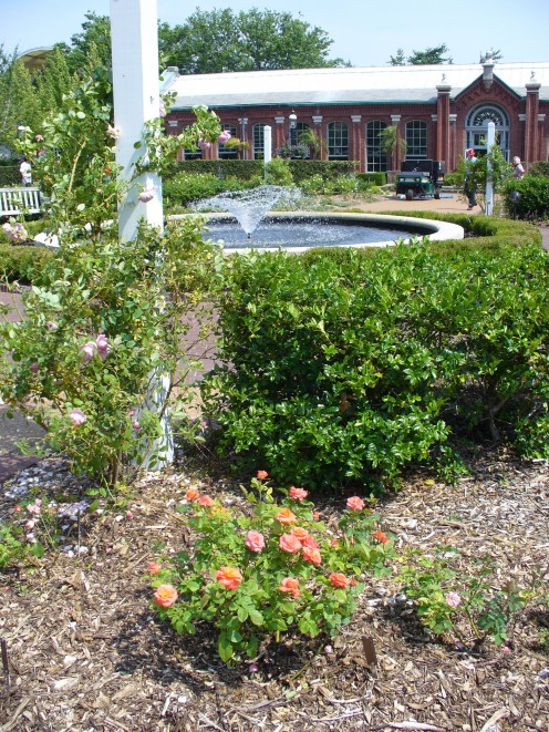 Photo with a fountain in a rose garden, in this case it is the Gladney Rose Garden.  