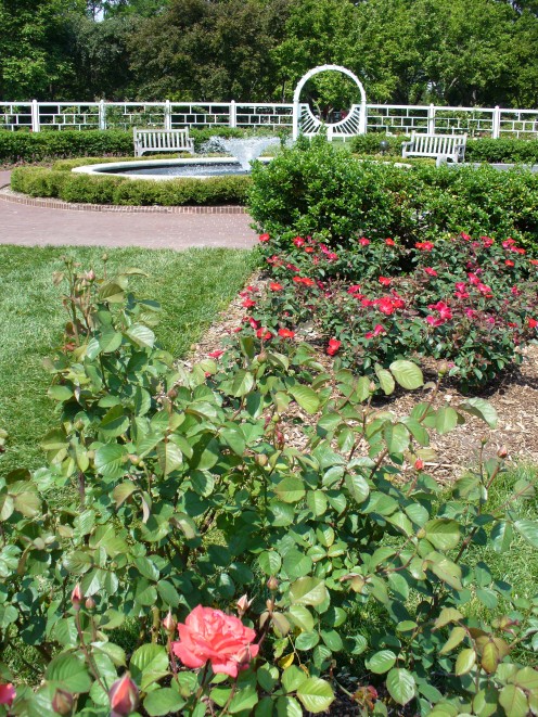 Photo of a garden that I would love to spend some more time in!  The Gladney Rose Garden at St. Louis Botanical Gardens.  I love the fountain and the gates surrounding it.
