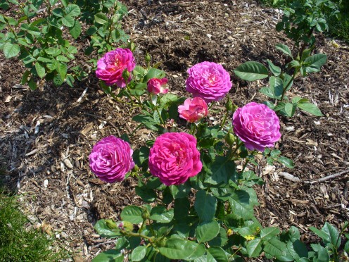 Fuschia pink colored roses.