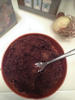 From a disk less than an inch thick, this coir fills up the container when moistened.