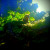 Jungle Coati Jungle Coati