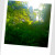 Tikal temple peaking through the canopy Tikal temple peaking through the canopy