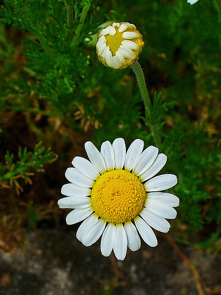Roman Chamomile