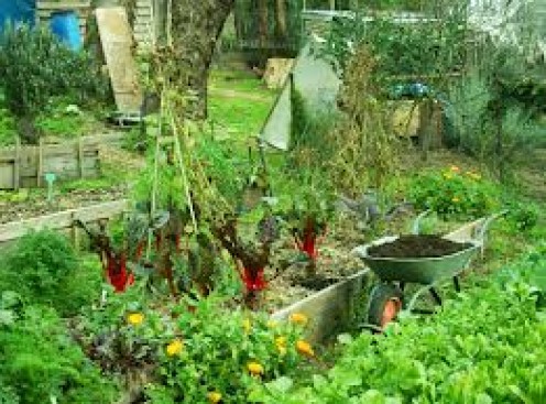 Companion Planting in the Garden (Good and Bad Neighbours) Companion Planting in the Garden (Good and Bad Neighbours)