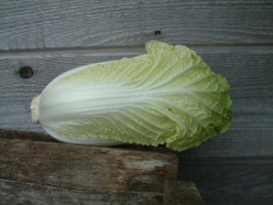 Plant Chinese Cabbage in Your Garden