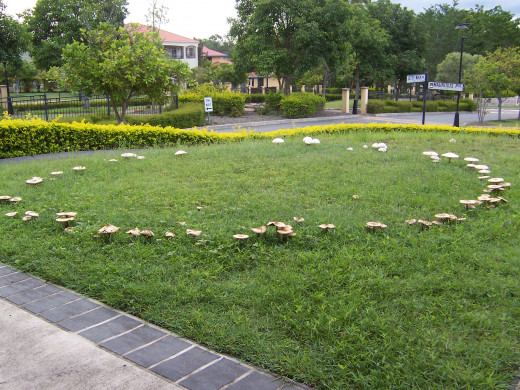 A fairy ring made up of mushrooms on a residential lawn.