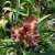 Brown or rust colored bearded Iris flower.