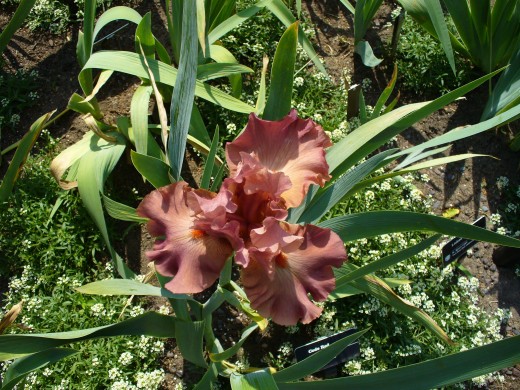 Brown or rust colored bearded Iris flower.