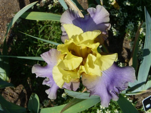 Such an interesting color combination, bright yellow interior with purple on the outer parts of the petals.