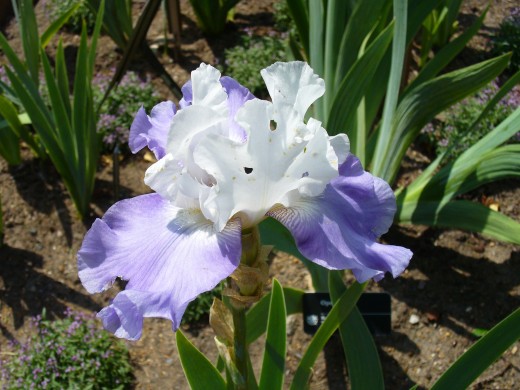 White and lavender colored bearded iris flower. 