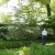 One of my most favorite spring trees, the flowering dogwood!