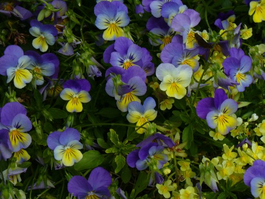 Johnny Jump Ups, or Viola Flowers