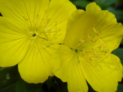 How to Use Evening Primrose Oil to Induce Labor and 25+ Health Benefits How to Use Evening Primrose Oil to Induce Labor and 25+ Health Benefits