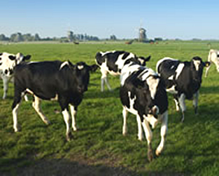 The Holstein Breed of cattle are the most common dairy cows.