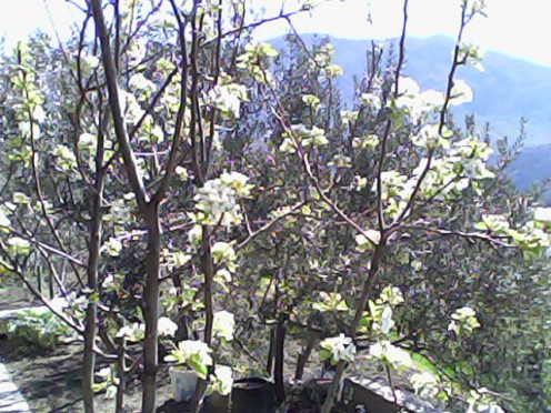 The pear in bloom