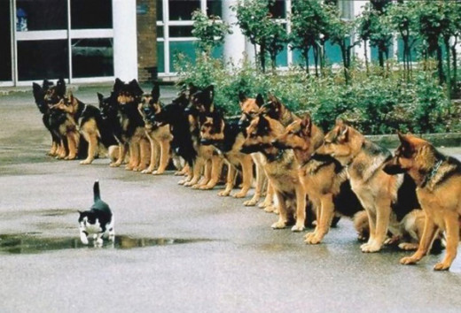 A small cat running infront of dogs fearleslly