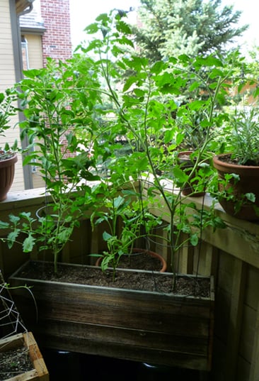 Patio tomatoes 2013. On the left is a San Marzano tomato plant. The right is a Zapotec Ribbed Heirloom. As I was looking for a challenge, both plants are indeterminate. 