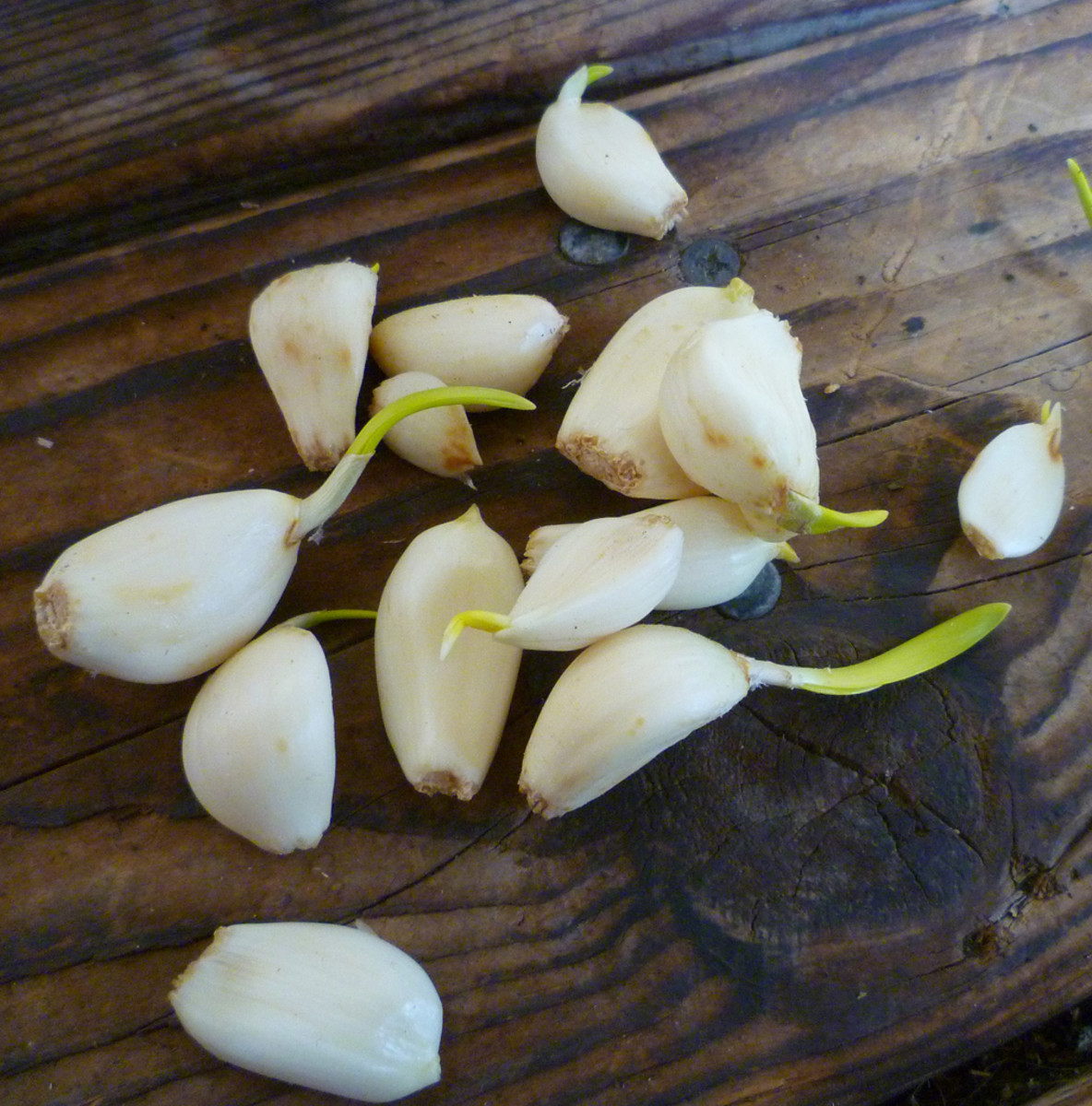 What is the proper depth for planting garlic?