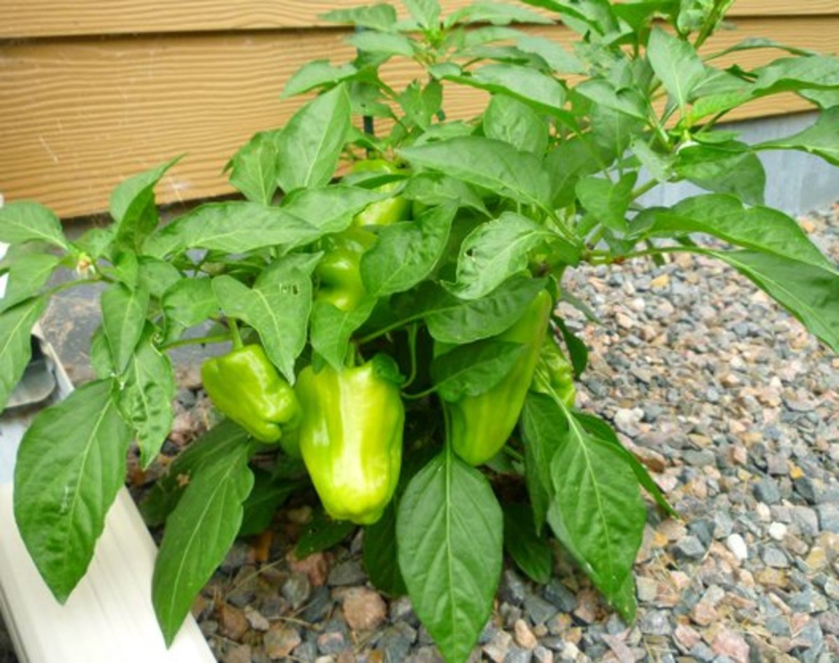 Caring for Pepper Plants | Dengarden