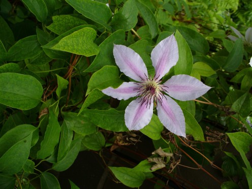 This clematis stands out from some of the others here in that it is white with some pink or lavender in it.  
