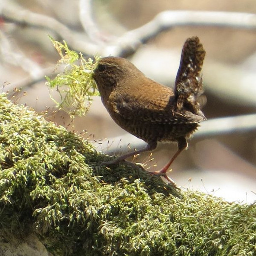 European Wren { Birds of Europe} hubpages