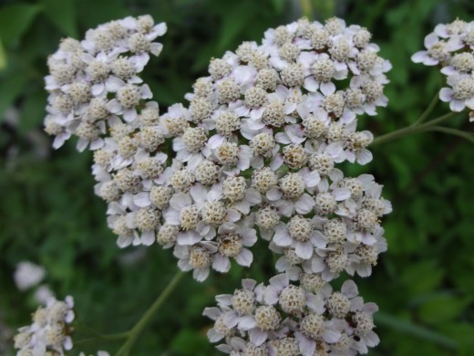 Common White Yarrow 