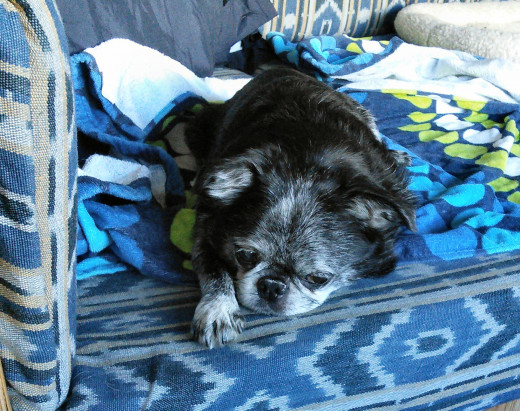 Roc is a 12-year old smooth Brussels Griffon.