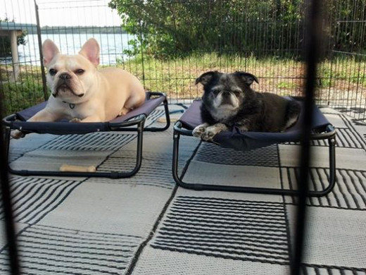 Teddy and Roc by the water in their exercise pen.
