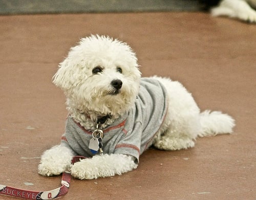 White-coated small breed dogs may have a predisposition for liver problems