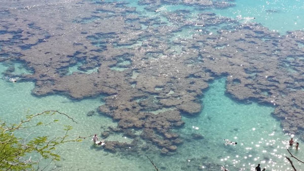 Delicate coral reefs in Hanauma Bay