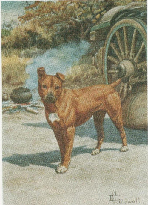 A legendary pet Percy FitzPatrick's famous companion, depicted by E Caldwell, who illustrated editions of Jock of the Bushveld.