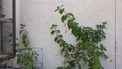 Oregano Plant (Plectranthus Amboinicus)