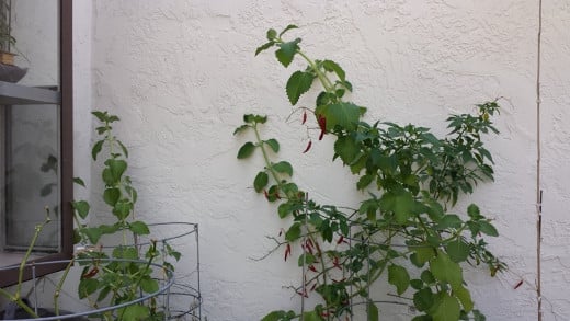 Oregano (plectranthus amboinicus) growing over 5 feet tall on a container.