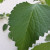 Oregano leaf. Has anti-inflammatory properties because of thymol, carvacrol, and rosmarinic acid compound that the leaves contains. Also has antiviral, and anti-fungal properties. A good antioxidant as well.  