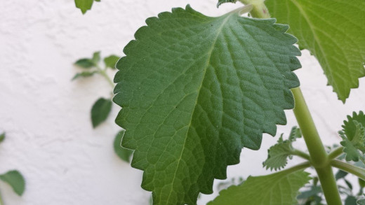 Oregano leaf. Has anti-inflammatory properties because of thymol, carvacrol, and rosmarinic acid compound that the leaves contains. Also has antiviral, and anti-fungal properties. A good antioxidant as well.  