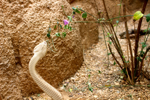 Be charmed by a snake … a rattlesnake, that is.
