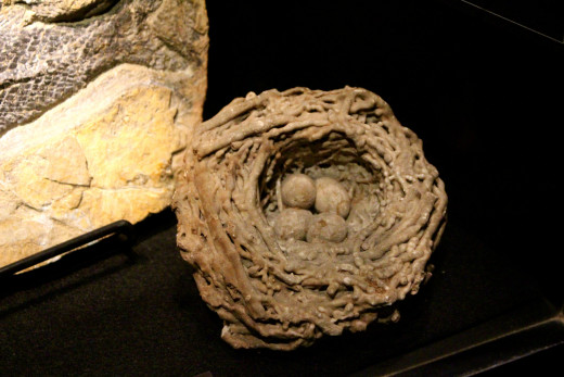 Fossilized bird nest in the mineral gallery. Imagine that!