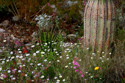 Wildflowers set against saguaro