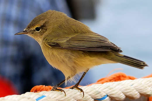 The chiffchaff is one of the easiest bird songs to identify as it literally sings its own name. Its arrival in Britain also serves as a sure sign of the coming of spring.